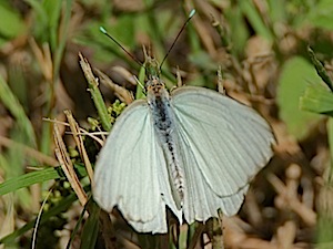 Great Southern White